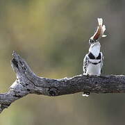 Pied Kingfisher