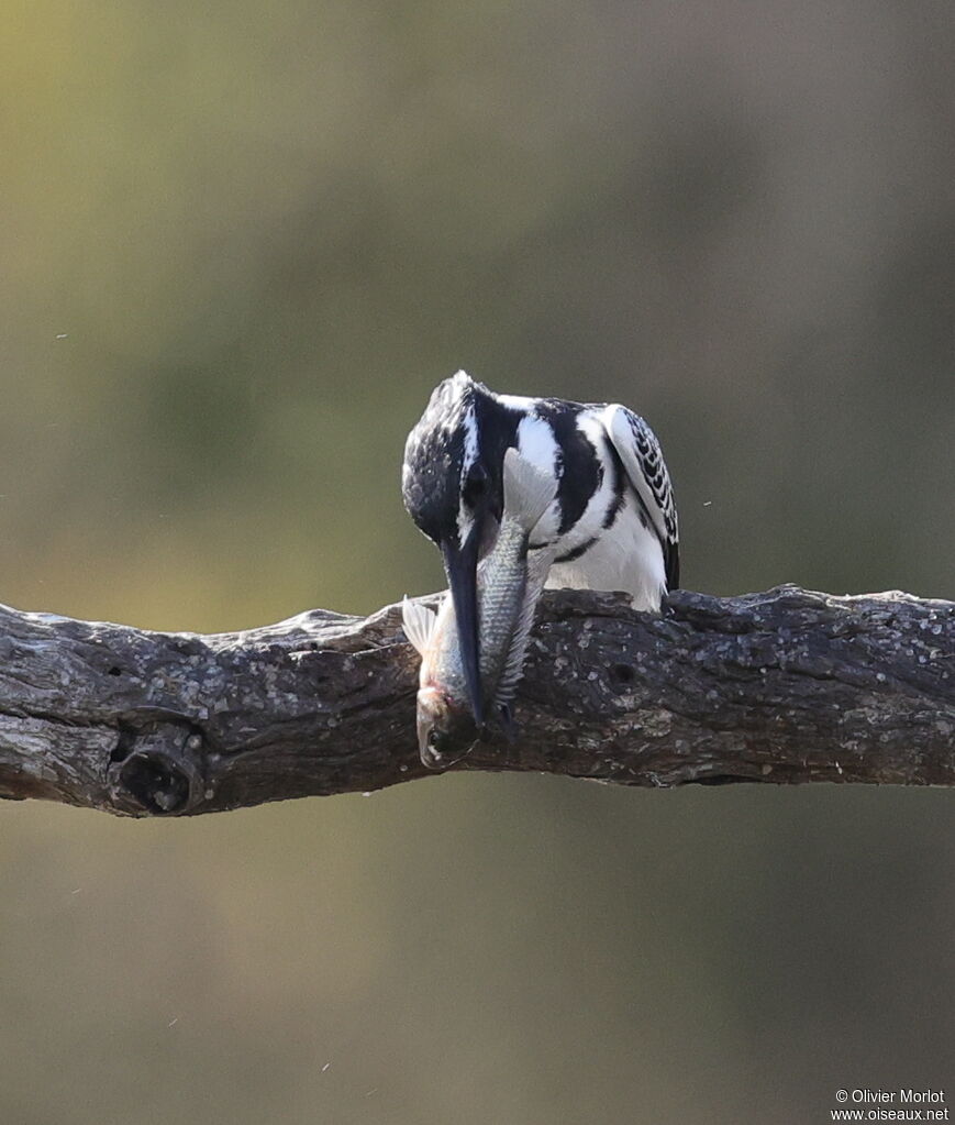 Pied Kingfisher