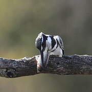 Pied Kingfisher