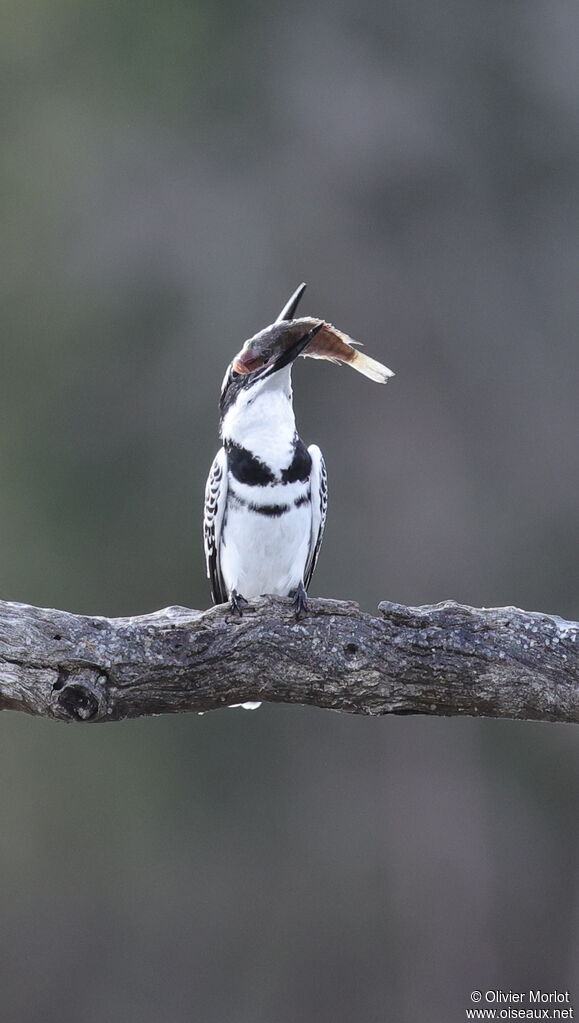 Pied Kingfisher