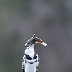 Martin-pêcheur pie