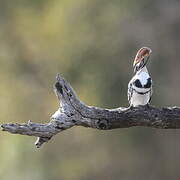 Pied Kingfisher