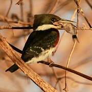 Green Kingfisher