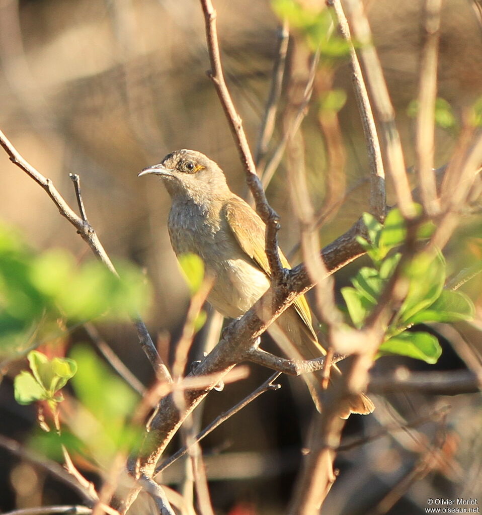 Brown Honeyeater