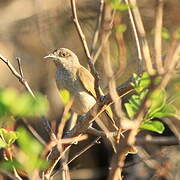 Brown Honeyeater