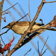 Brown Honeyeater