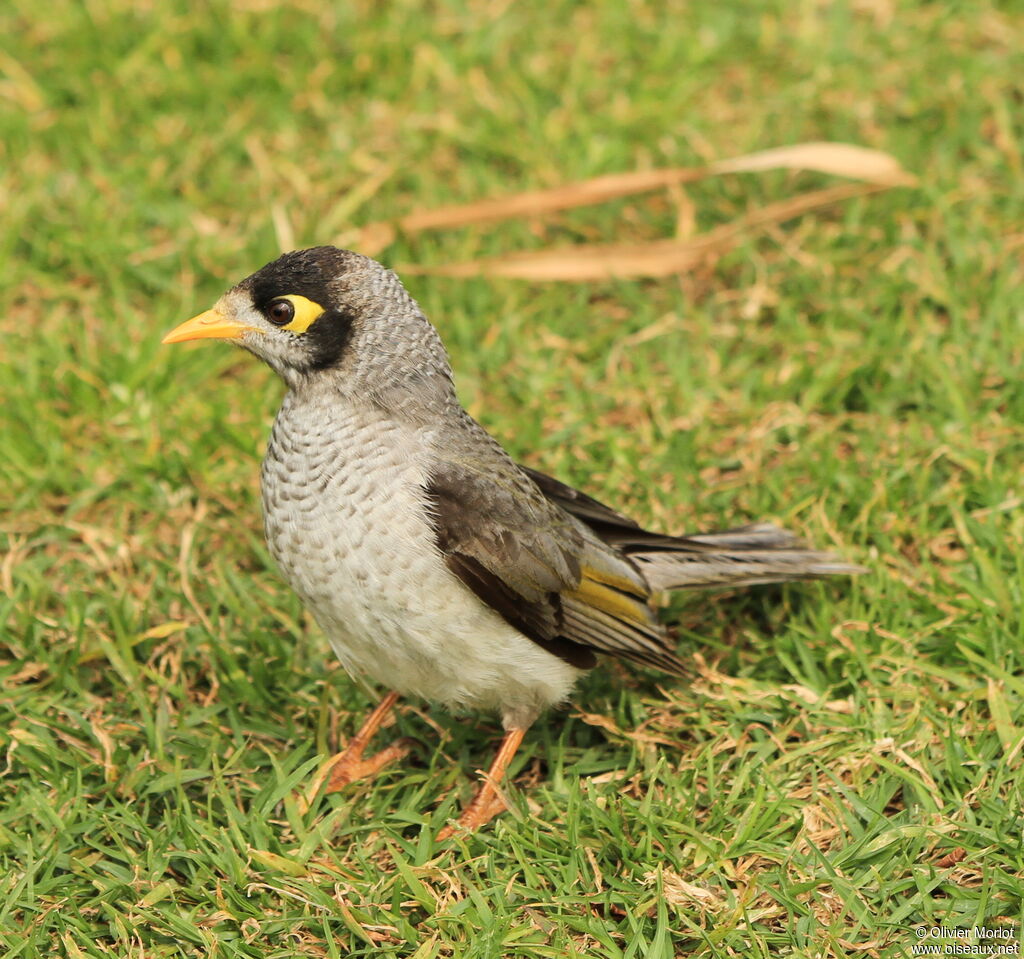 Noisy Miner