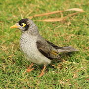 Noisy Miner