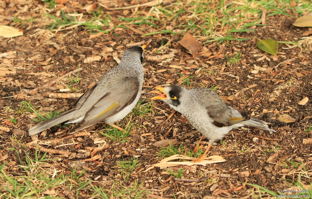 Noisy Miner