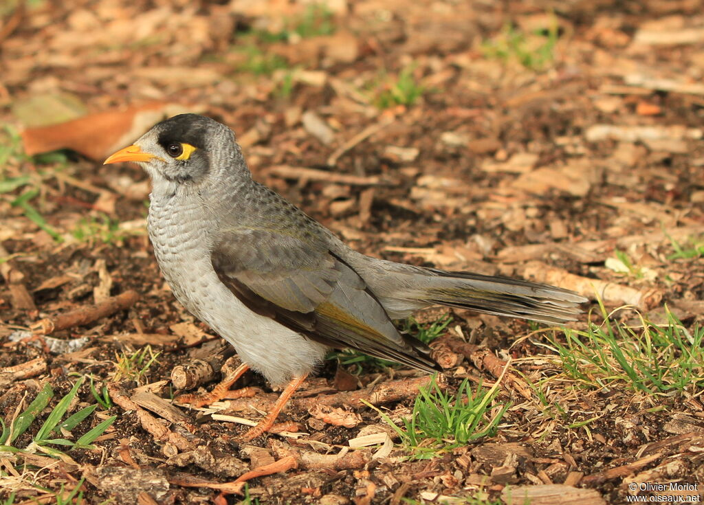 Noisy Miner