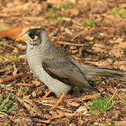 Noisy Miner