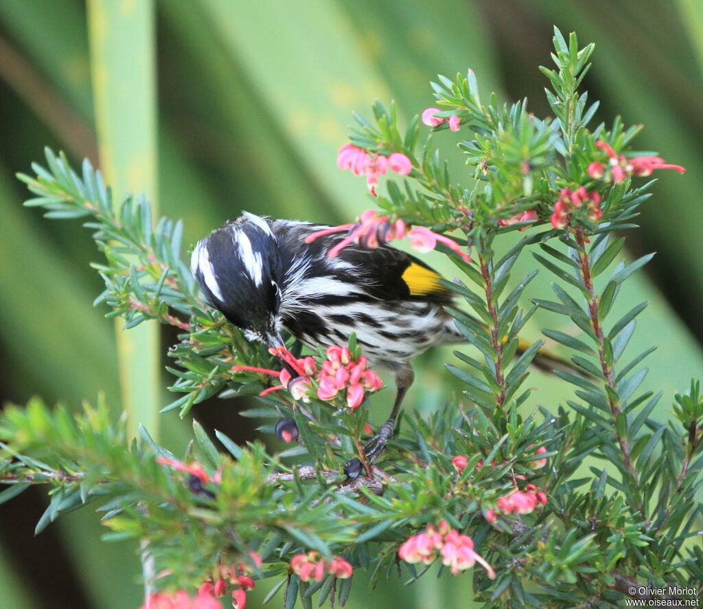 New Holland Honeyeater