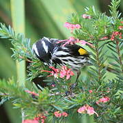 New Holland Honeyeater