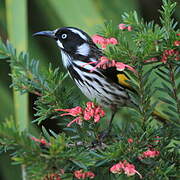 New Holland Honeyeater