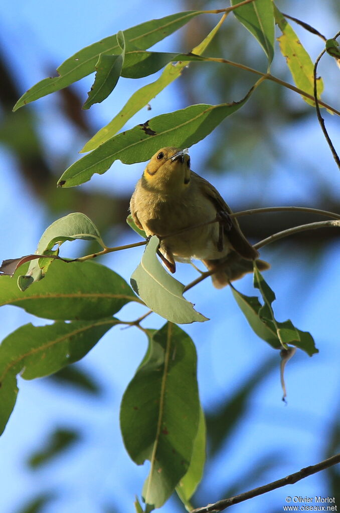 Yellow-tinted Honeyeater