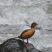 Torrent Duck