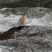 Torrent Duck