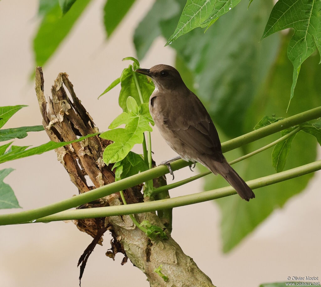 Black-billed Thrush