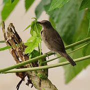 Black-billed Thrush