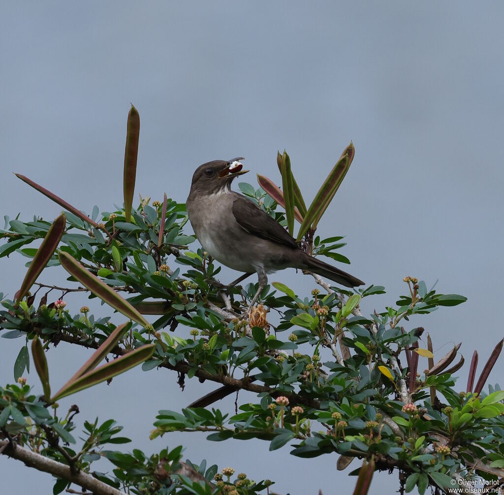 Black-billed Thrush