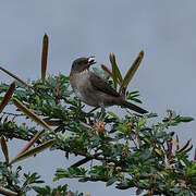 Black-billed Thrush