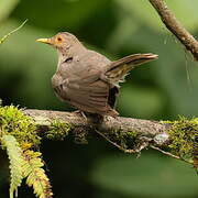 Ecuadorian Thrush