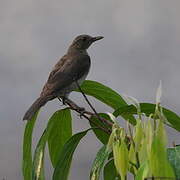 Hauxwell's Thrush