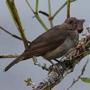 Hauxwell's Thrush