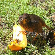 Tasman Sea Island Thrush