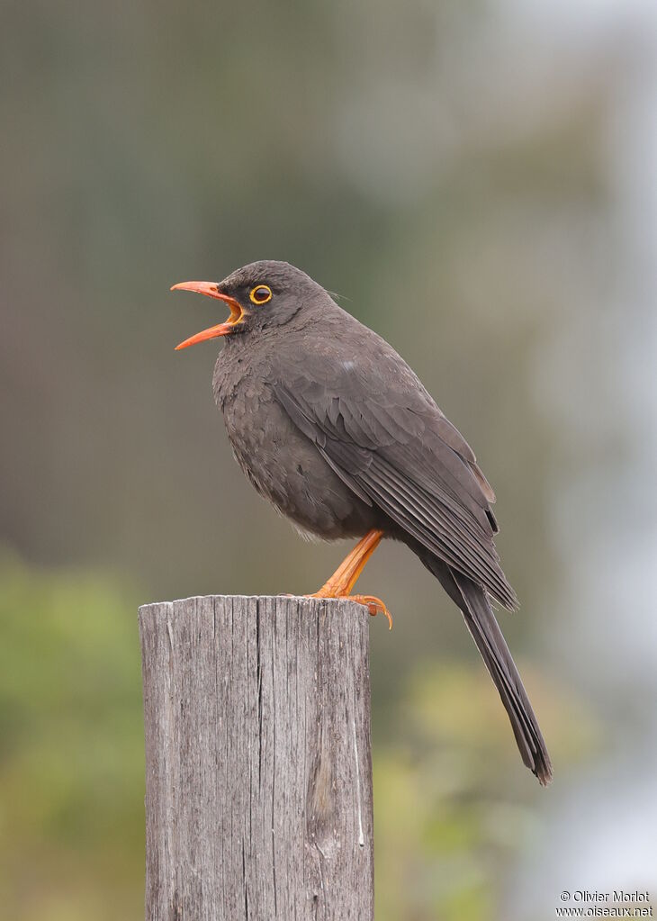 Great Thrush