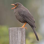 Great Thrush