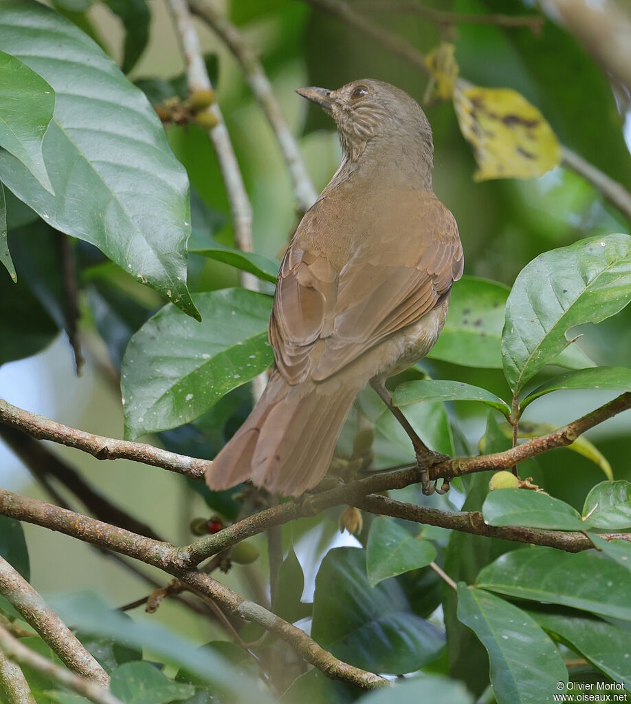 Pale-breasted Thrush