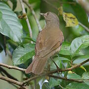 Merle leucomèle