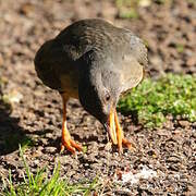 Olive Thrush