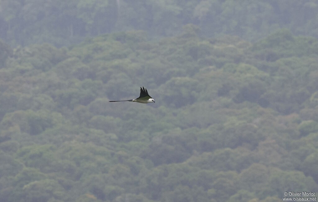 Milan à queue fourchue