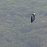 Milan à queue fourchue