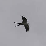 Milan à queue fourchue