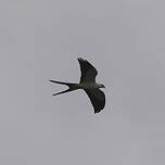 Milan à queue fourchue