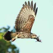 Snail Kite