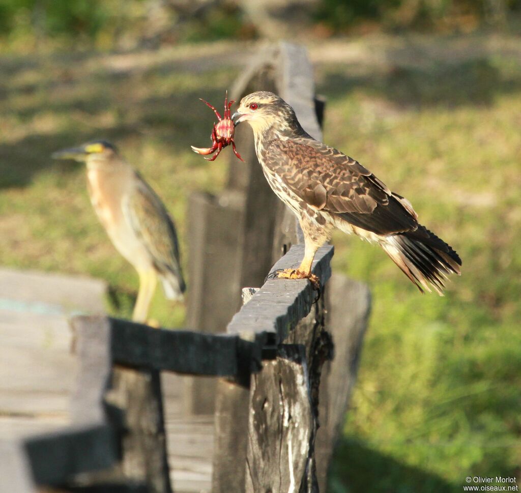 Snail Kite