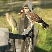 Snail Kite