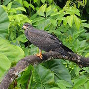 Snail Kite