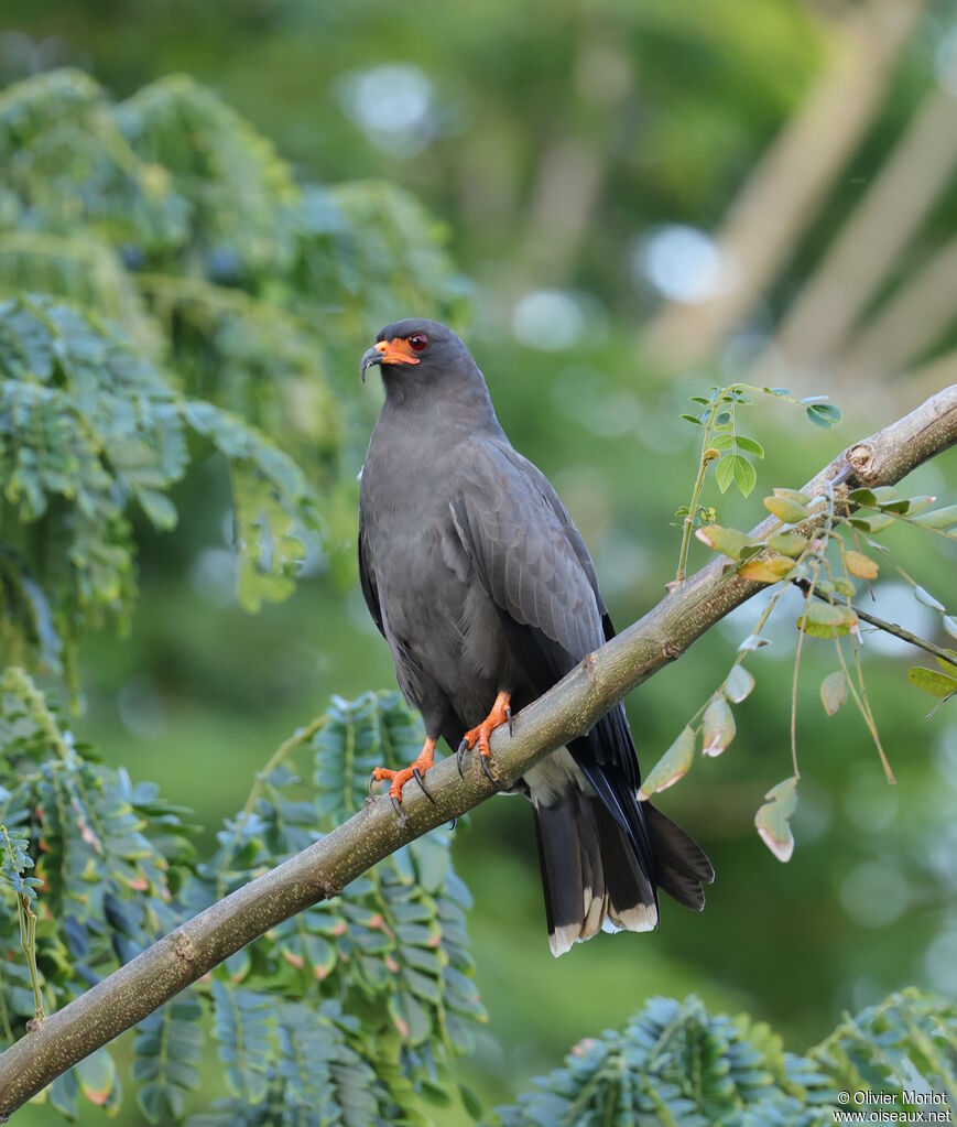Milan des marais mâle