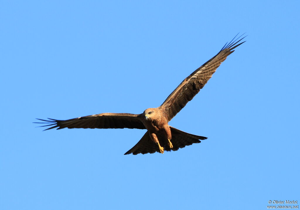 Black Kite