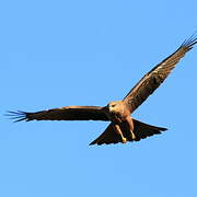 Black Kite