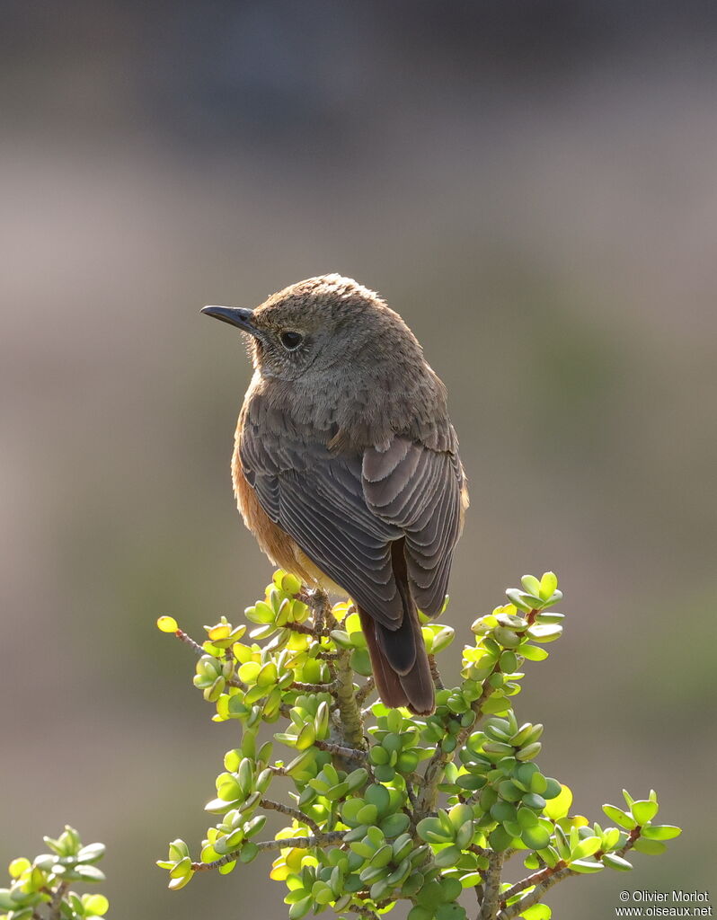 Cape Rock Thrush