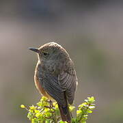 Cape Rock Thrush