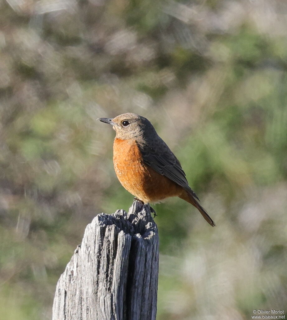 Cape Rock Thrush