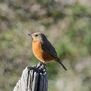 Cape Rock Thrush