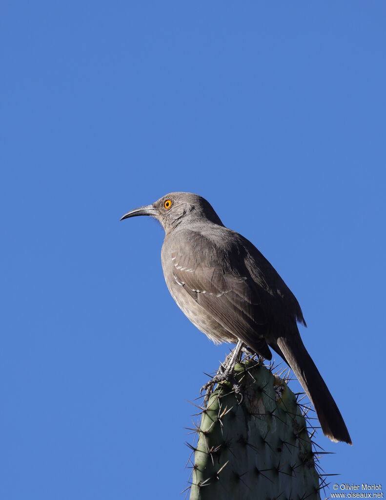 Curve-billed Thrasher